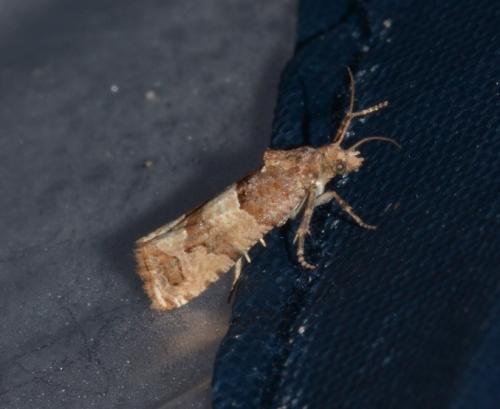 Lobesia indusiana